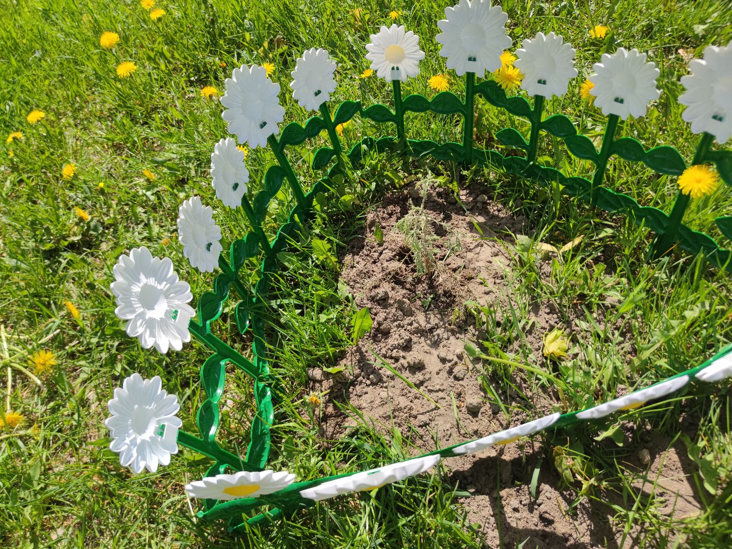 секвойя, дерево, двор, Дубна