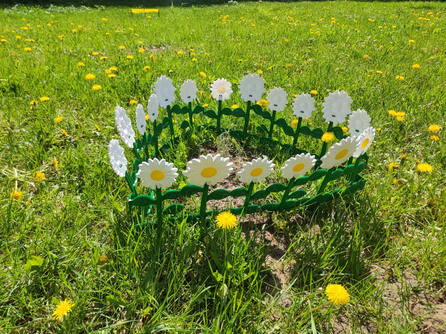 секвойя, дерево, двор, Дубна