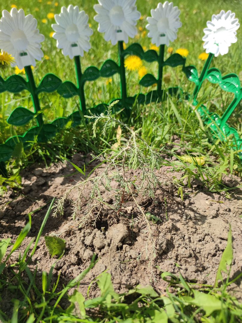 секвойя, дерево, двор, Дубна