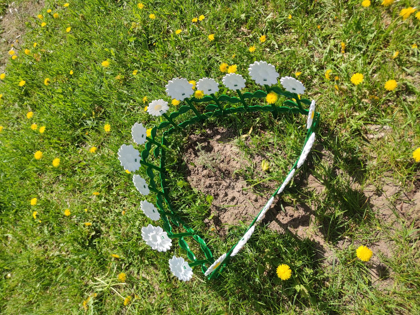 секвойя, дерево, двор, Дубна