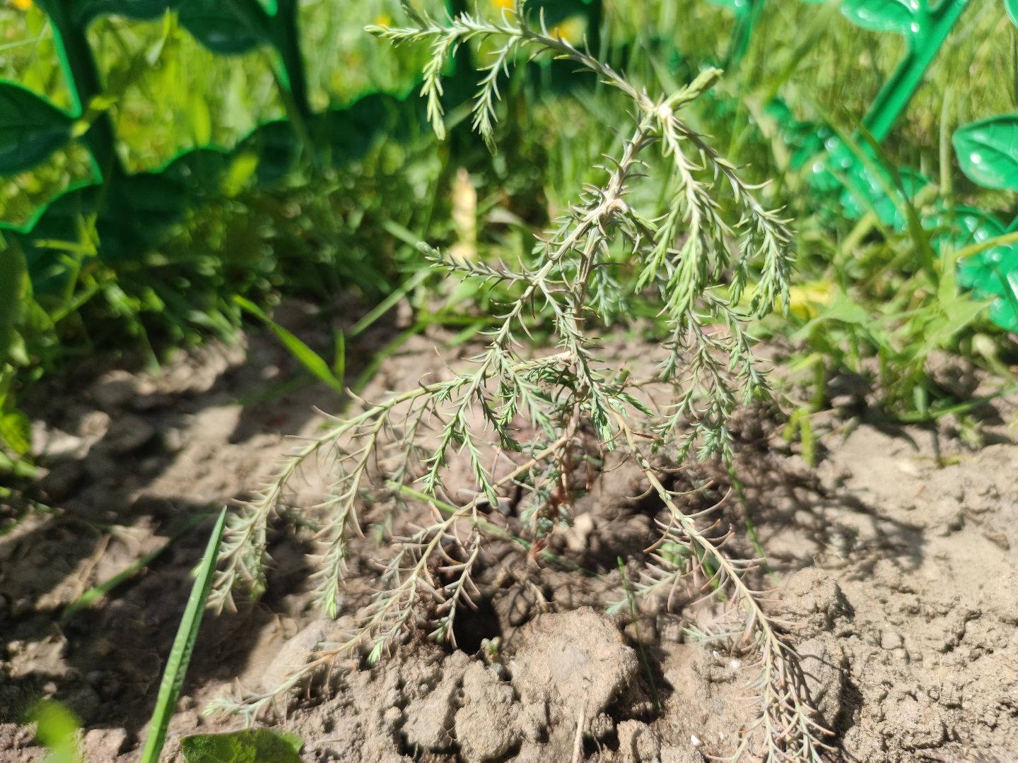 секвойя, дерево, двор, Дубна