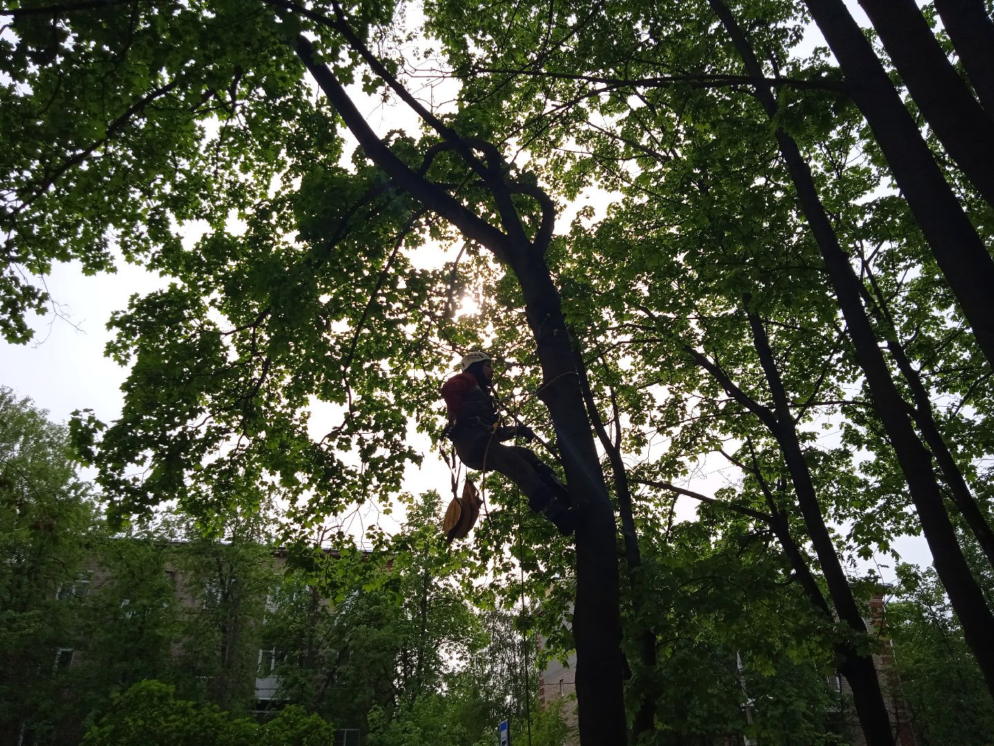 кот, дерево, арборист,