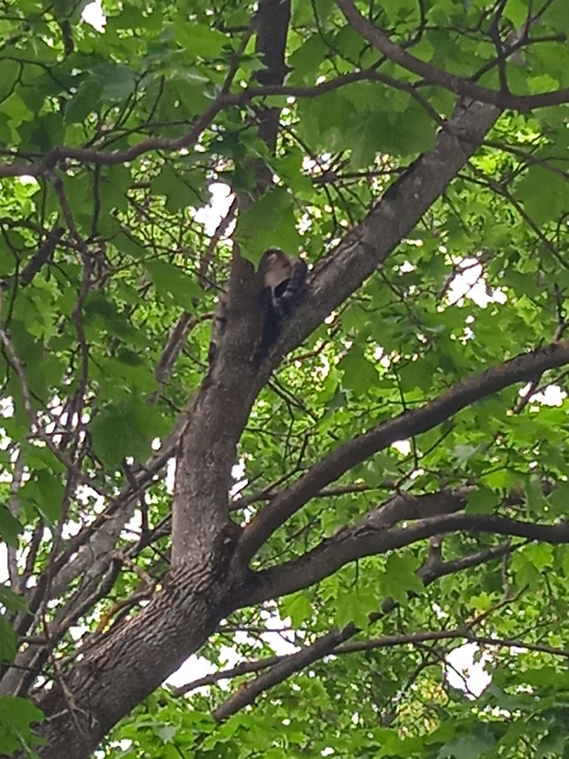 кот, дерево, арборист,