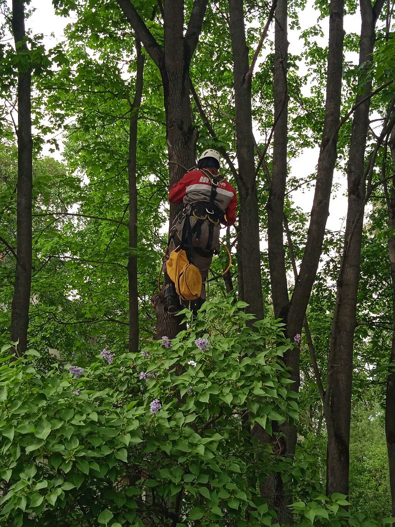 кот, дерево, арборист,