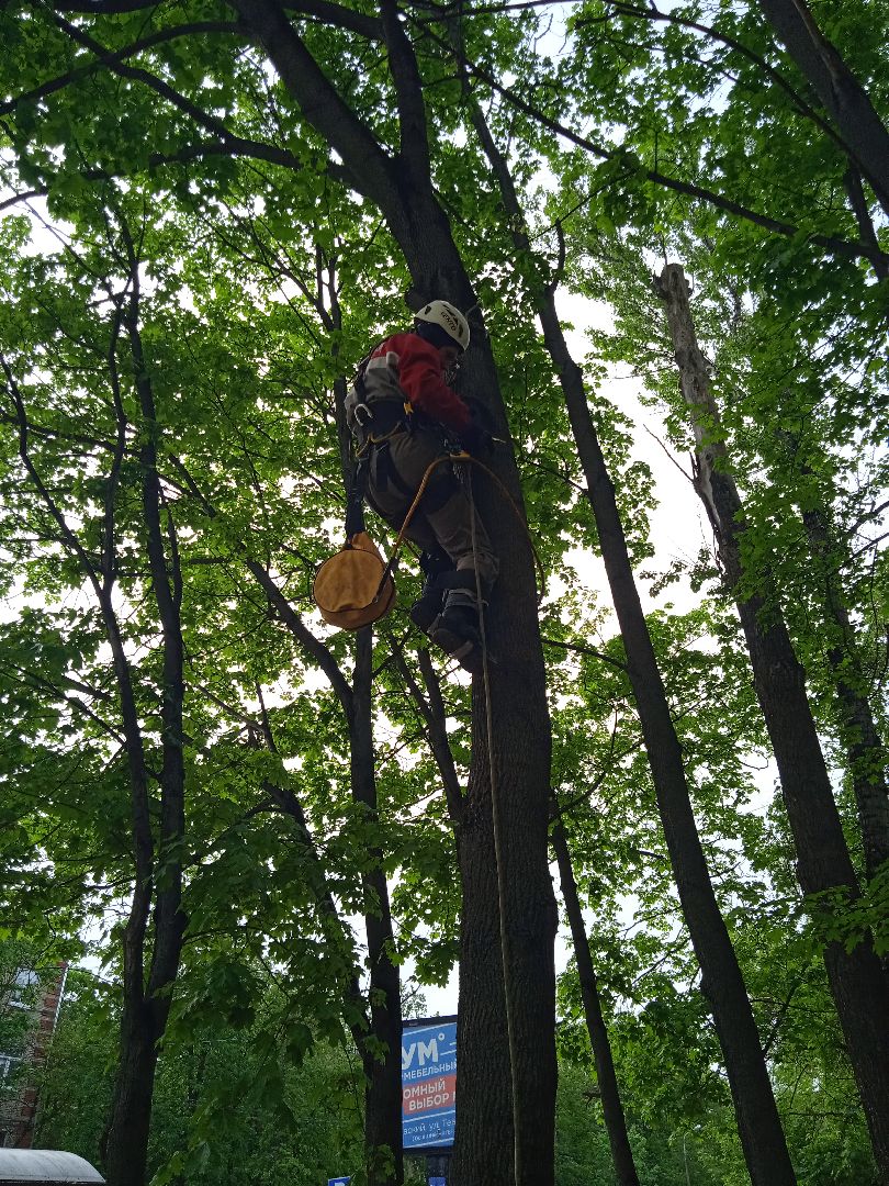 кот, дерево, арборист,