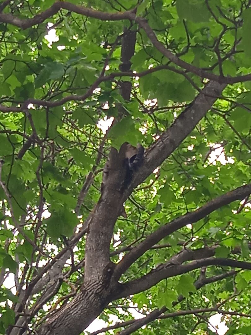 кот, дерево, арборист,