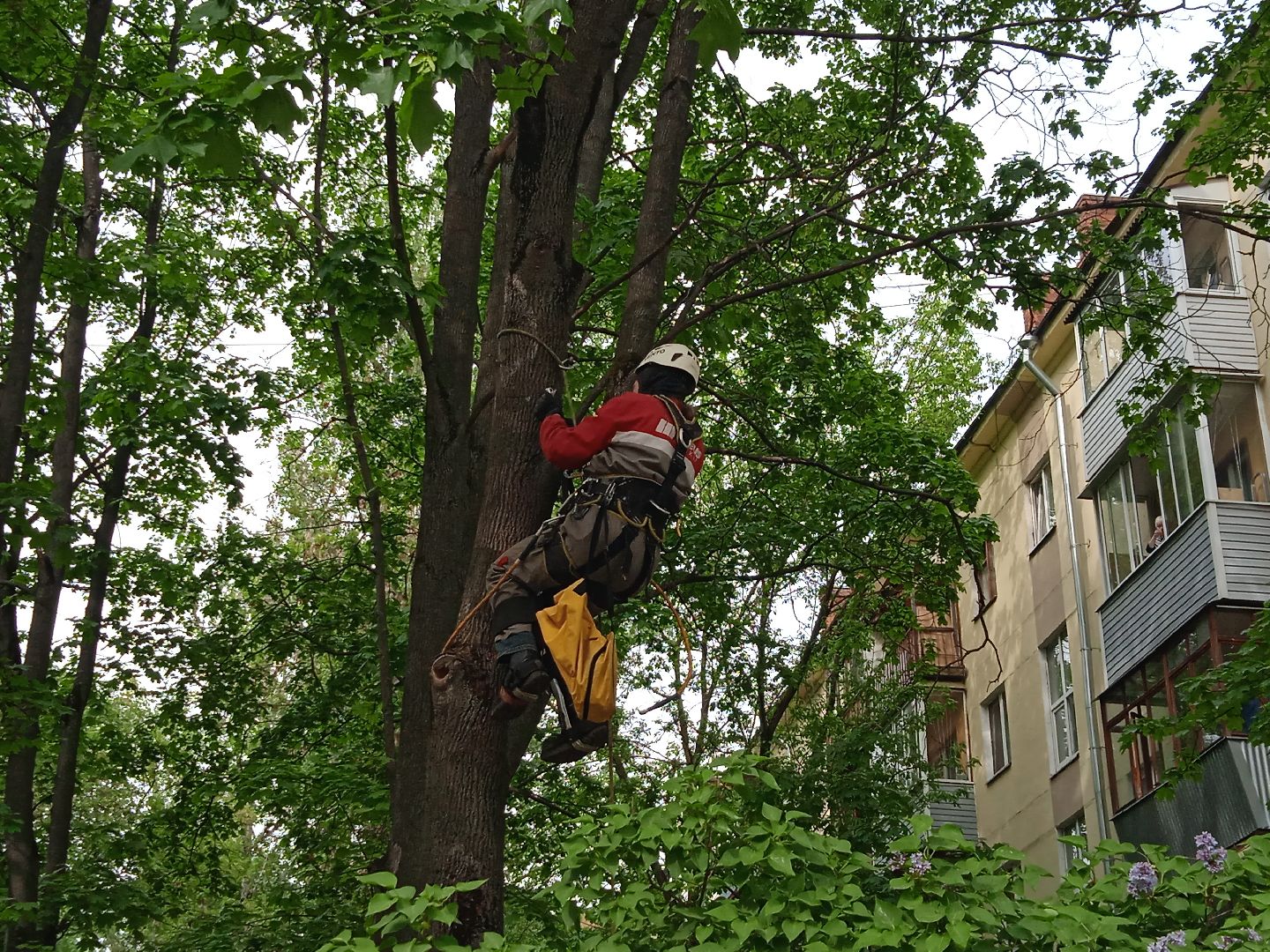 кот, дерево, арборист,