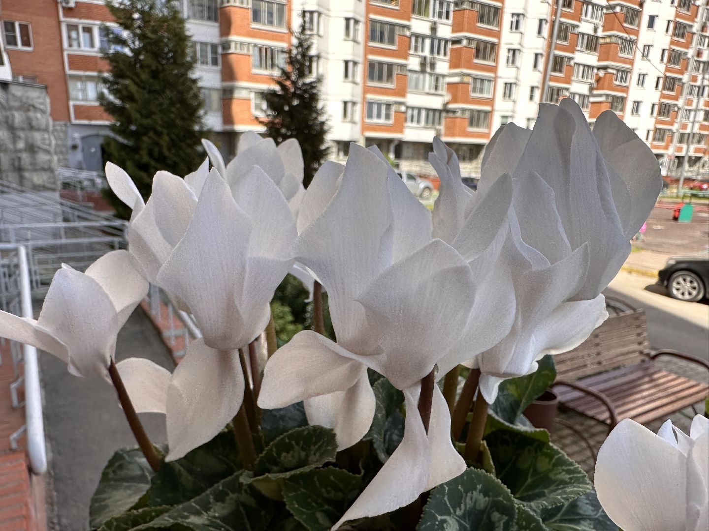 Одинцово, Благоустройство, Озеленение