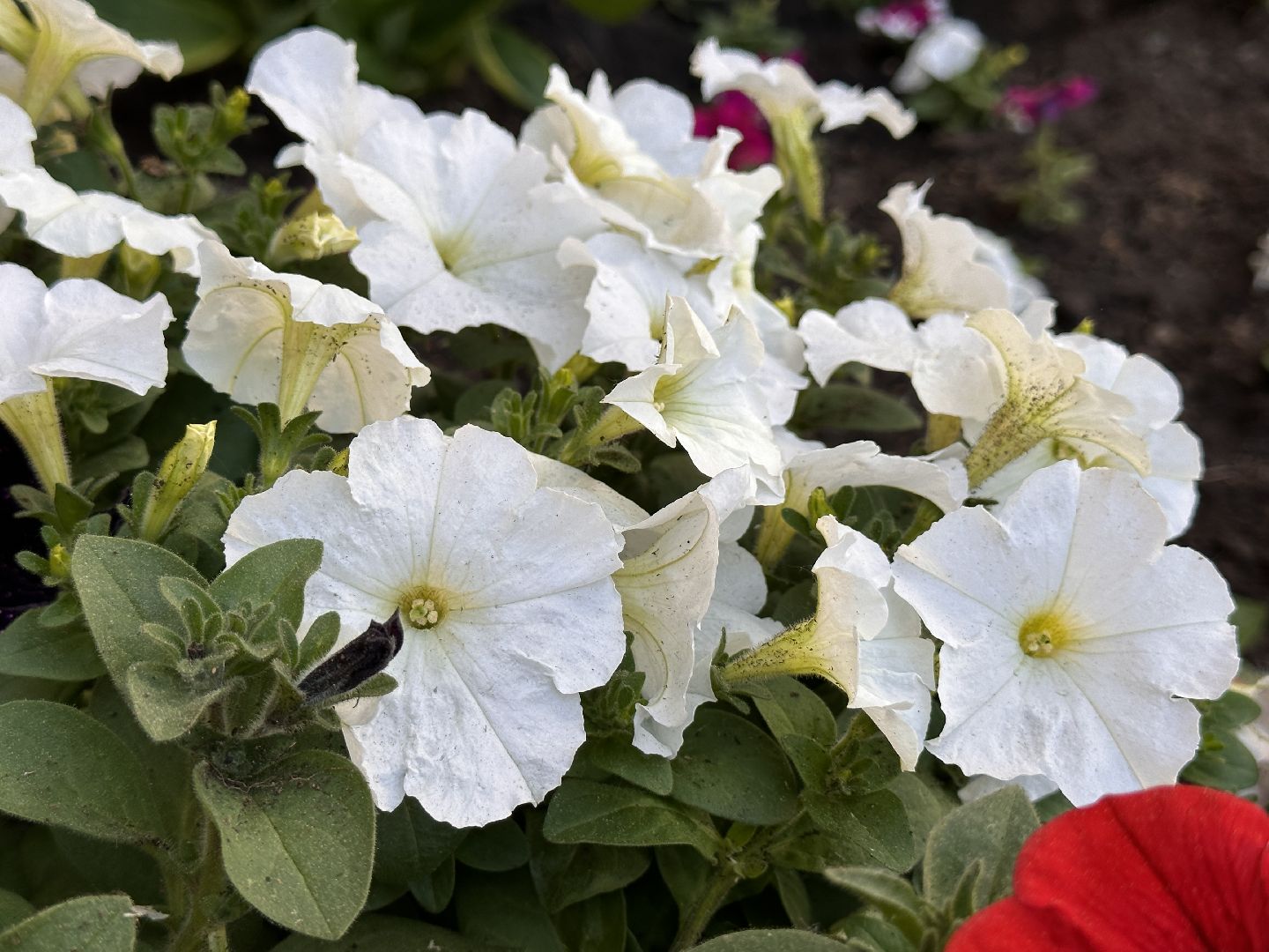 Одинцово, Благоустройство, Озеленение