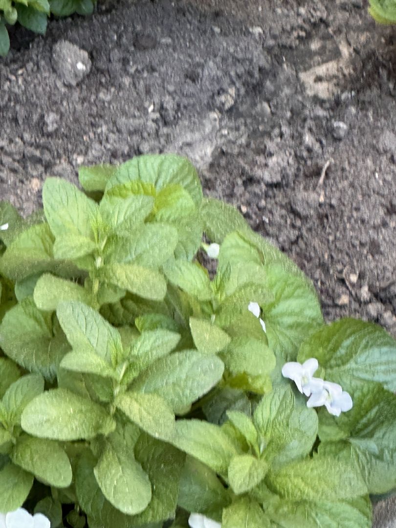 Одинцово, Благоустройство, Озеленение