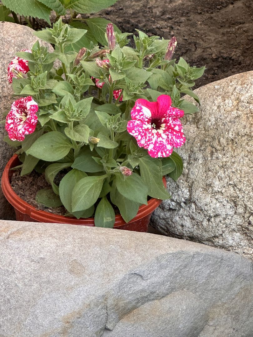 Одинцово, Благоустройство, Озеленение