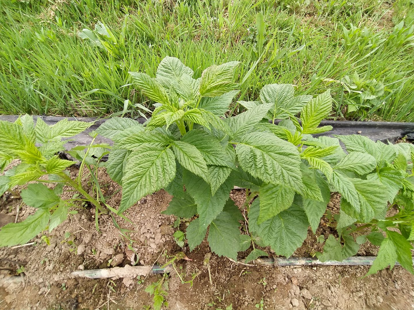 Ягода, урожай, клубника, малина, удобрение