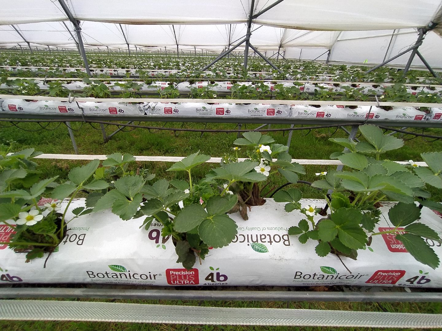 Ягода, урожай, клубника, малина, удобрение