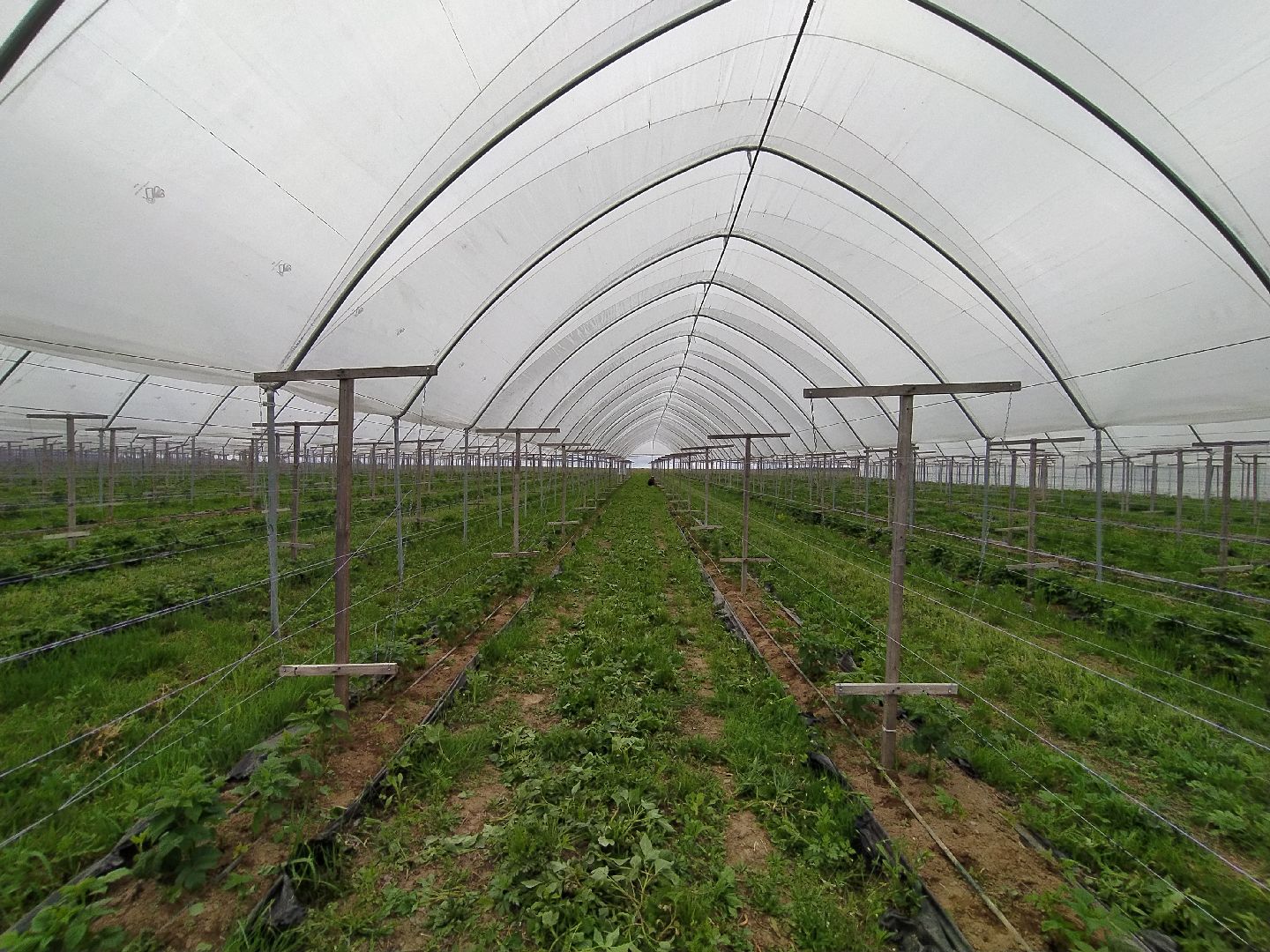 Ягода, урожай, клубника, малина, удобрение