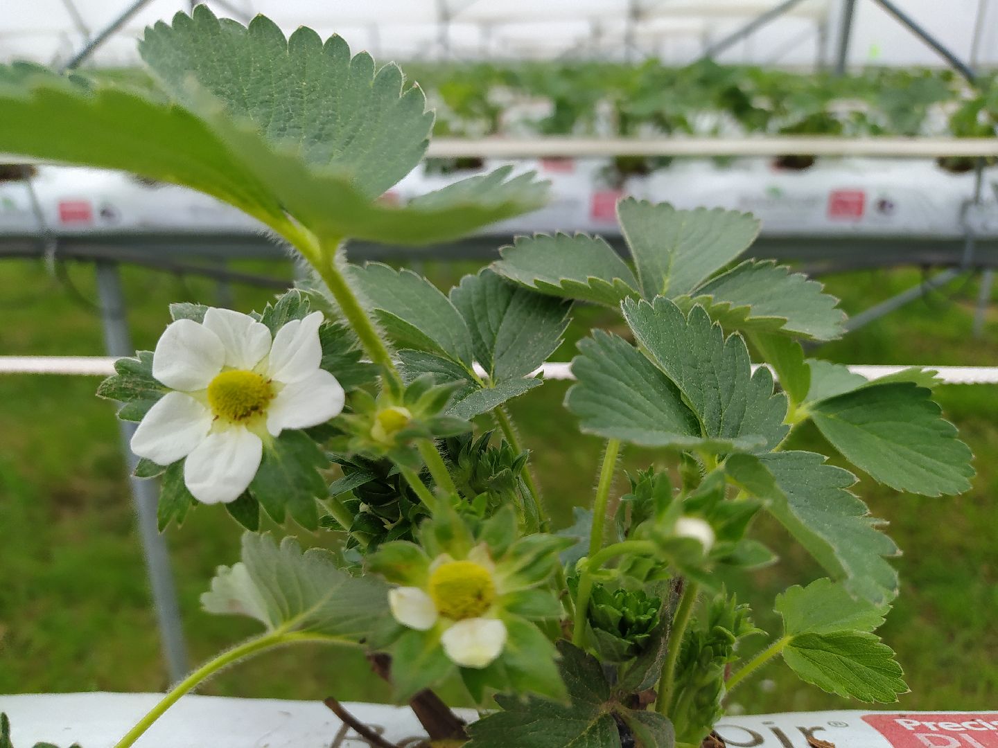 Ягода, урожай, клубника, малина, удобрение