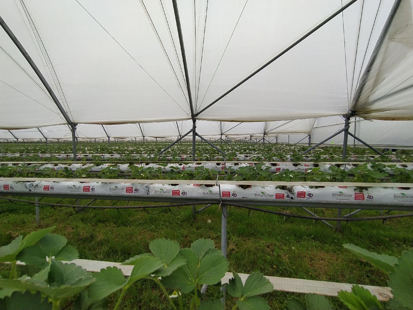 Ягода, урожай, клубника, малина, удобрение