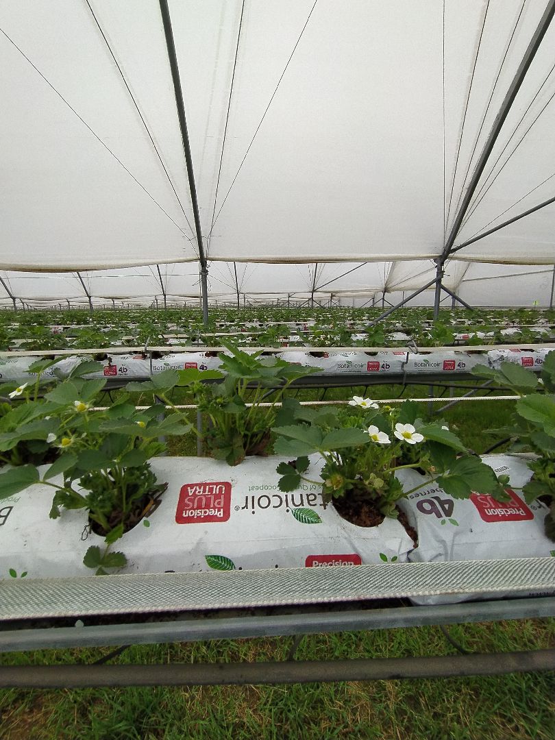 Ягода, урожай, клубника, малина, удобрение