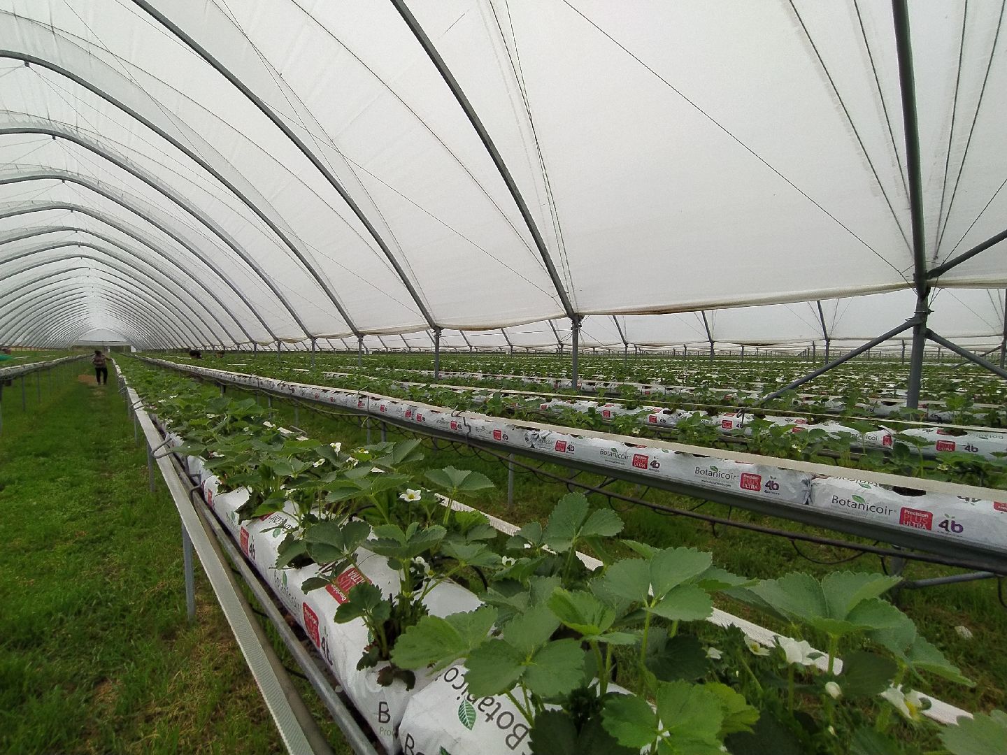 Ягода, урожай, клубника, малина, удобрение