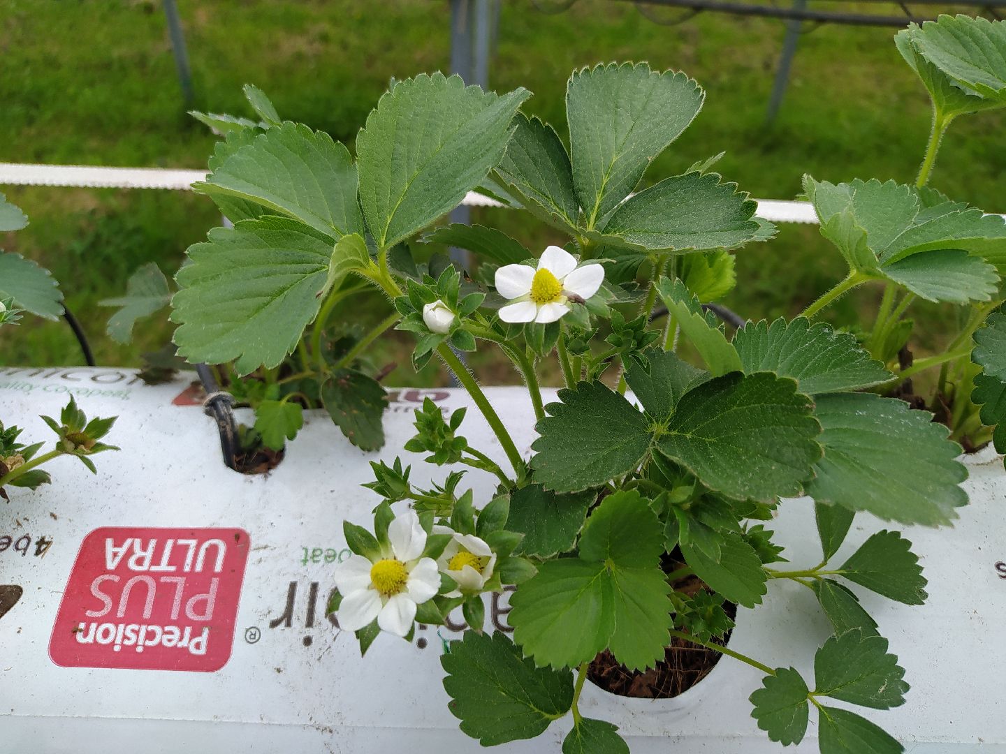 Ягода, урожай, клубника, малина, удобрение