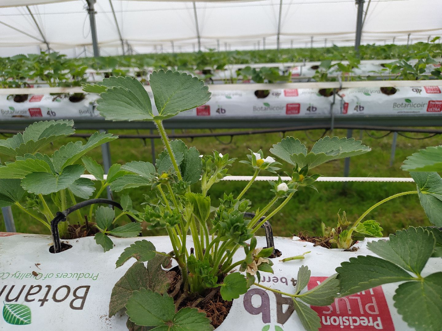 Ягода, урожай, клубника, малина, удобрение