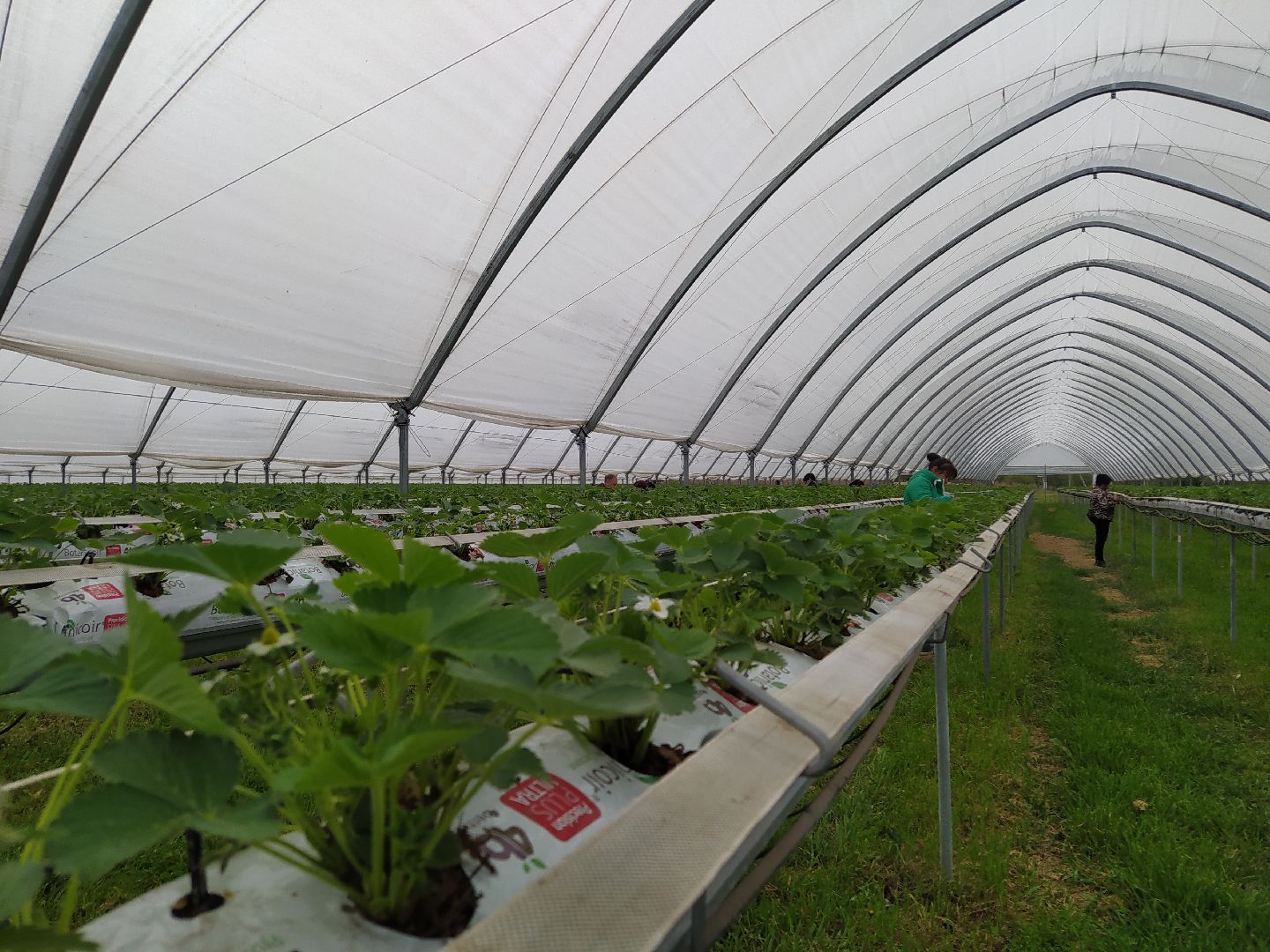 Ягода, урожай, клубника, малина, удобрение