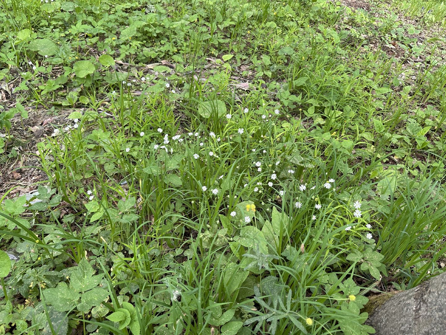 Одинцово, Парки Подмосковья, Ландыши, Экология