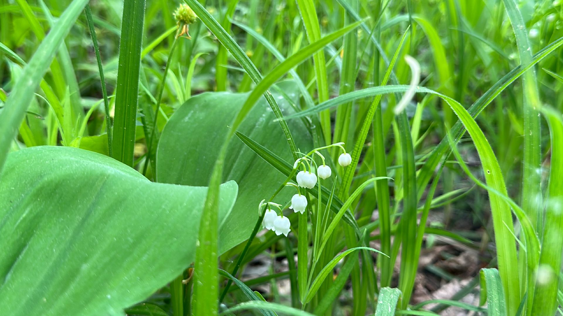 Одинцово, Парки Подмосковья, Ландыши, Экология