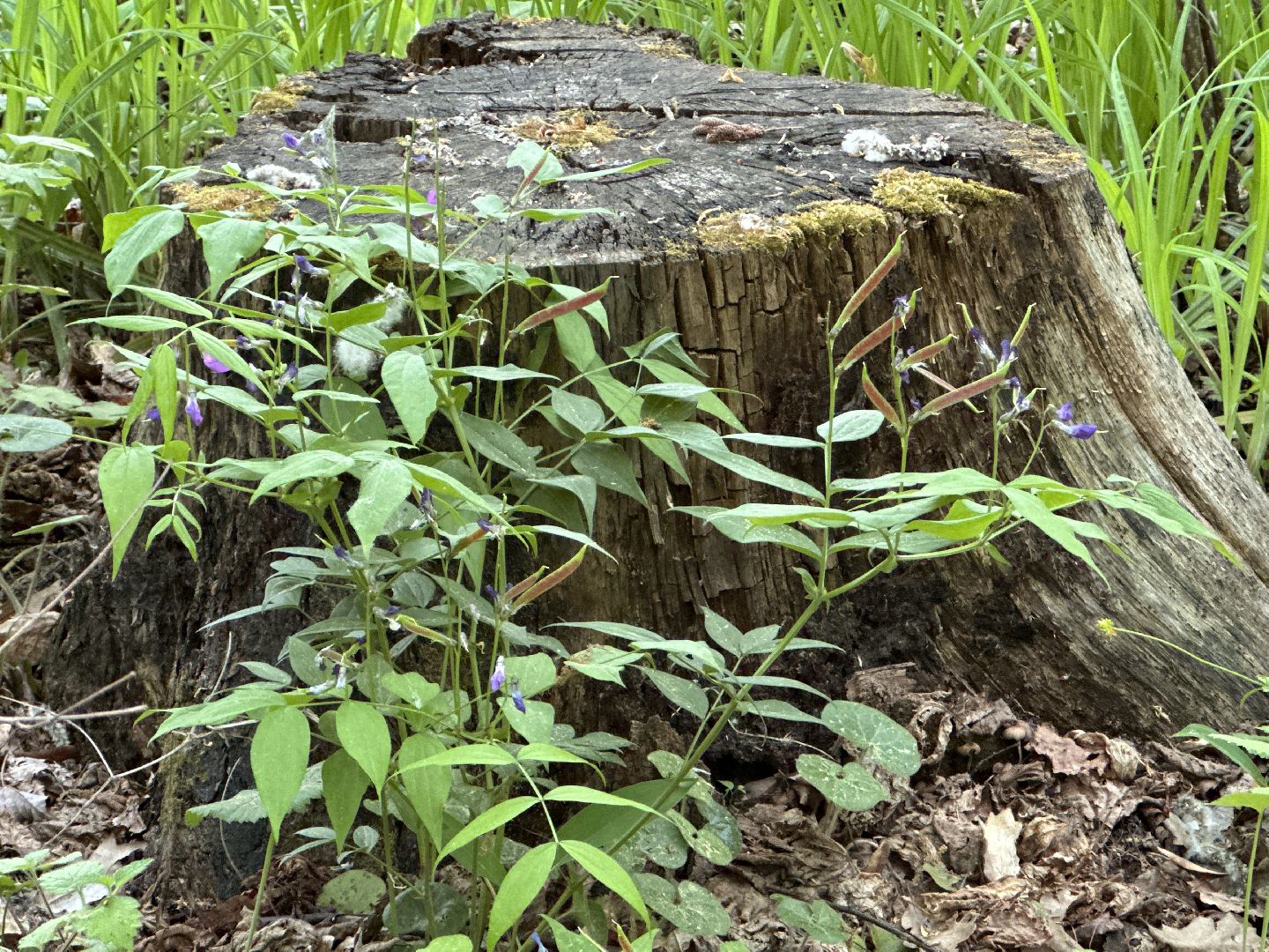 Одинцово, Парки Подмосковья, Ландыши, Экология