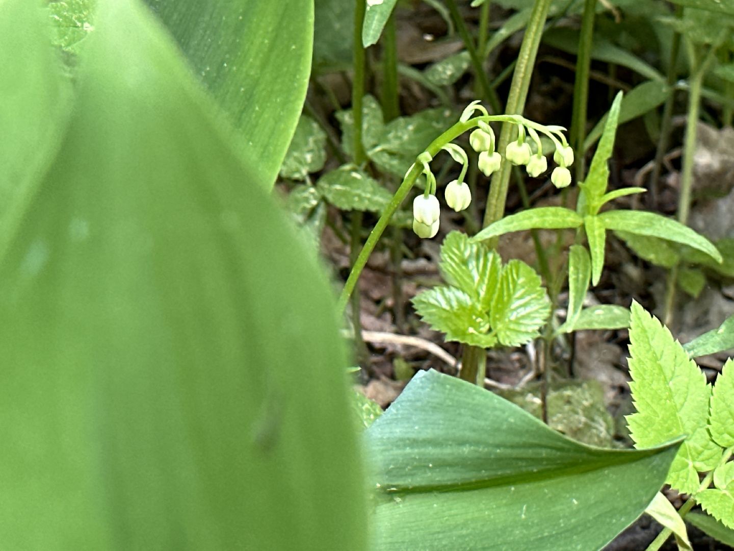 Одинцово, Парки Подмосковья, Ландыши, Экология