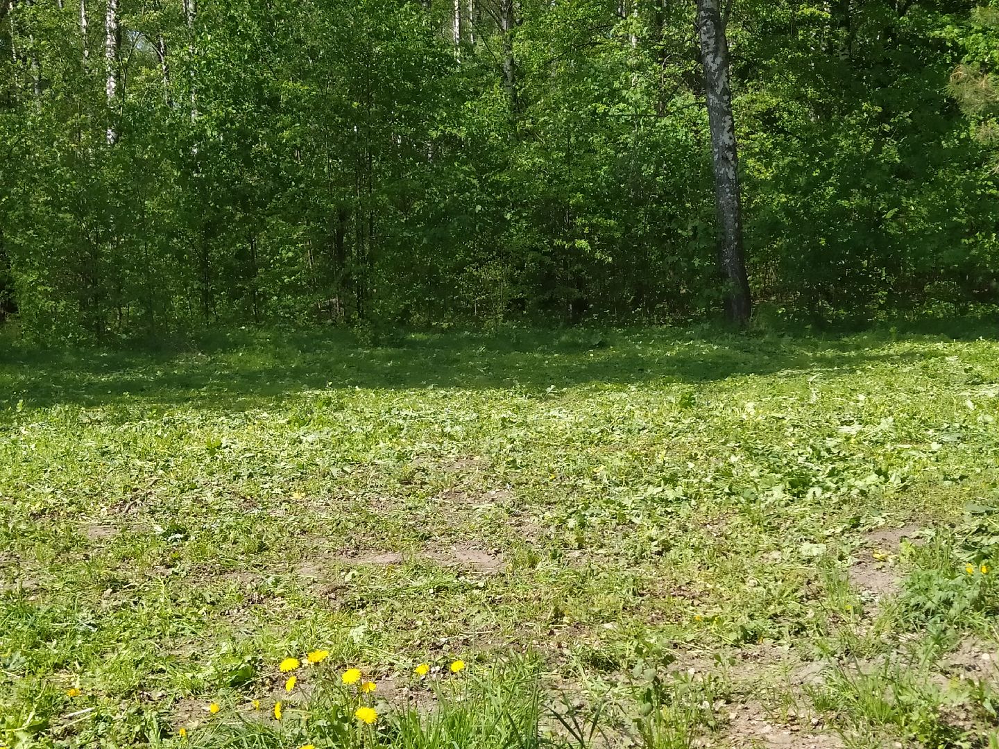 Покос травы, лесопарковая зона, газон, благоустройство