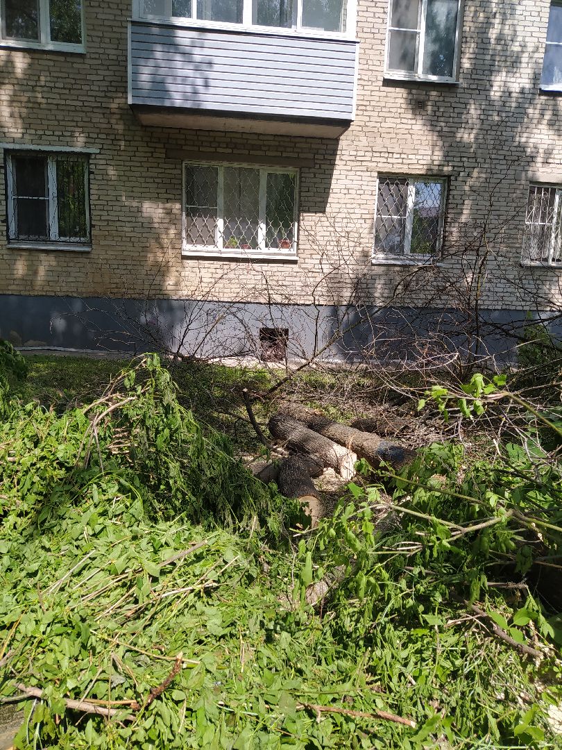 Обрезка кустов, форма, благоустройство, парк, аллея