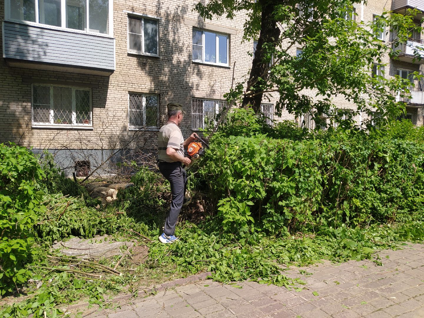 Обрезка кустов, форма, благоустройство, парк, аллея