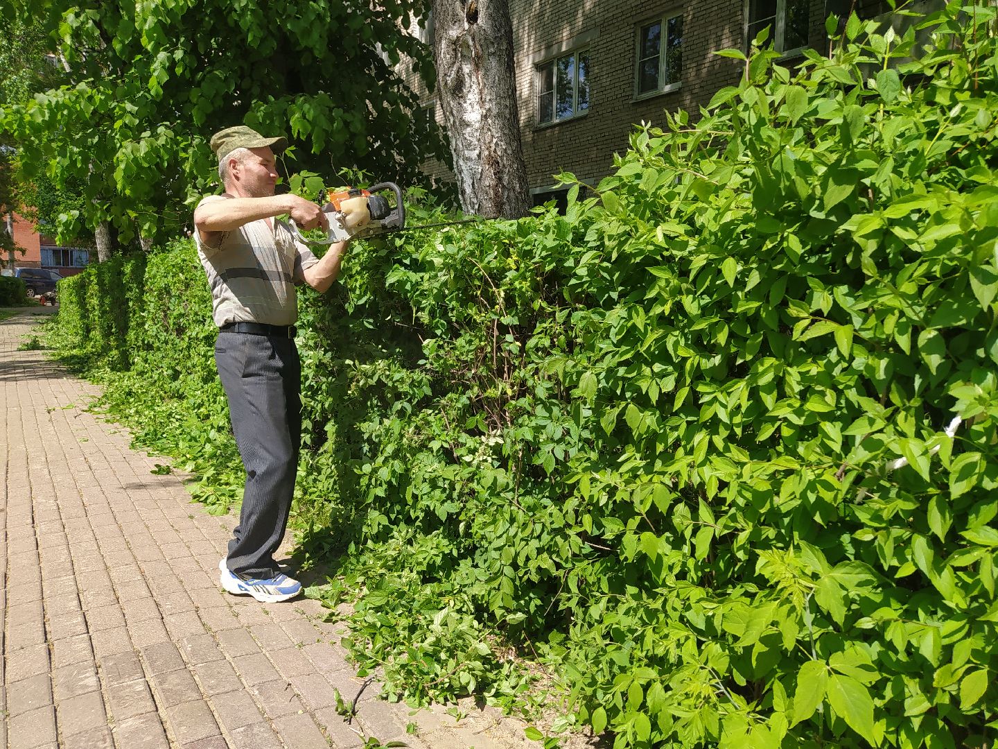 Обрезка кустов, форма, благоустройство, парк, аллея