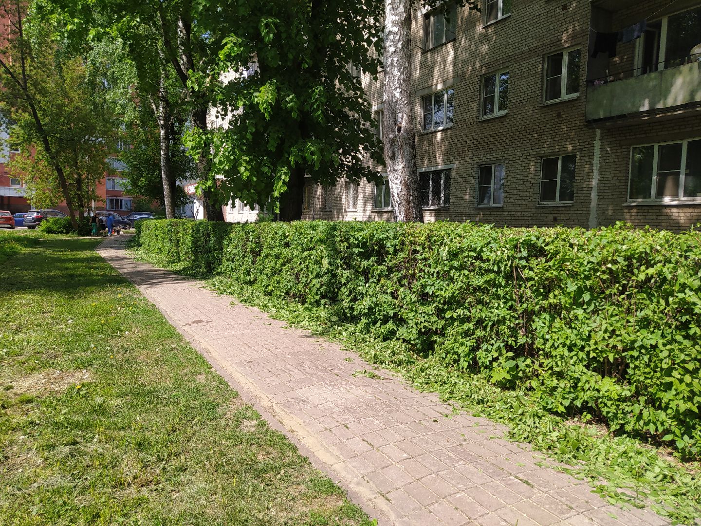 Обрезка кустов, форма, благоустройство, парк, аллея