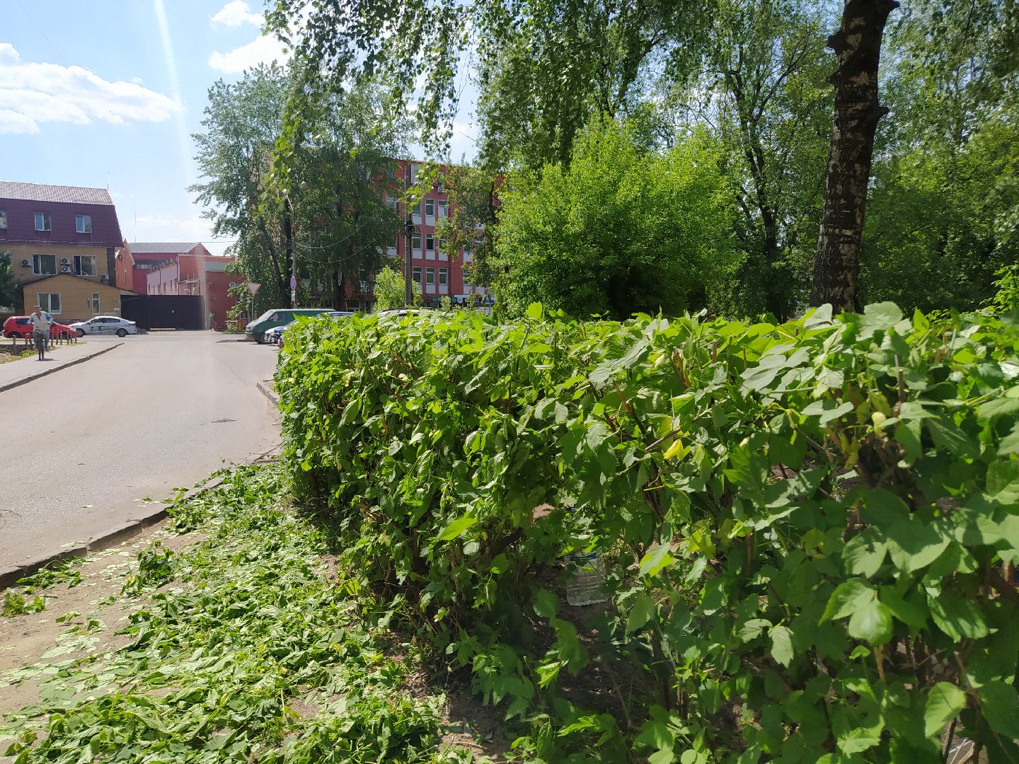 Обрезка кустов, форма, благоустройство, парк, аллея