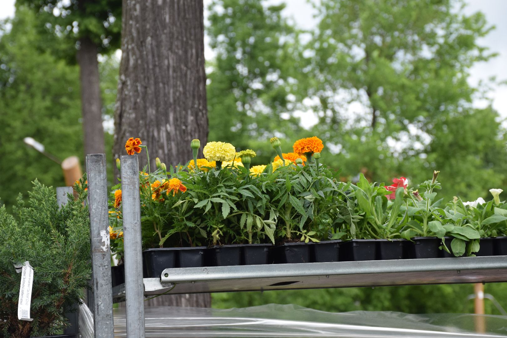 Павловский Посад, городской округ Павловский Посад, фестиваль, рассада, парк