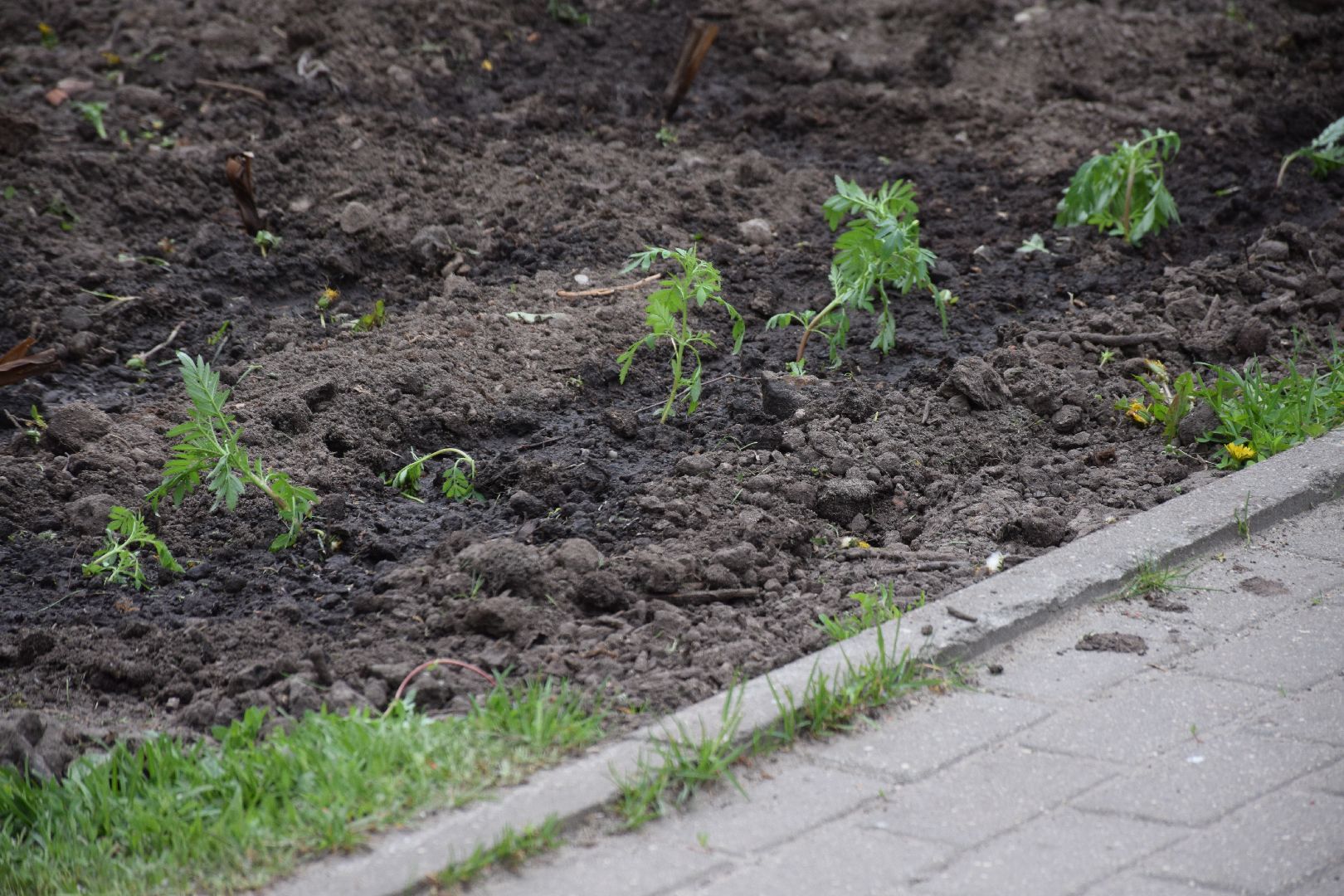 Павловский Посад, городской округ Павловский Посад, фестиваль, рассада, парк
