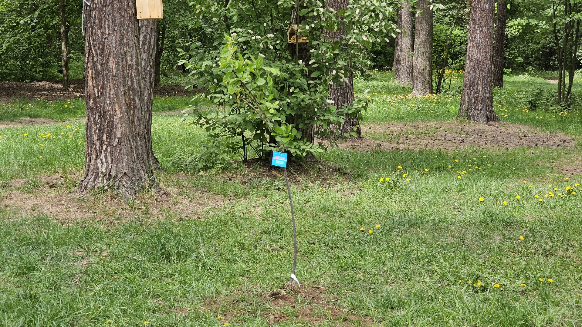 акция, Парковый ответ, посадка слив, Котельники