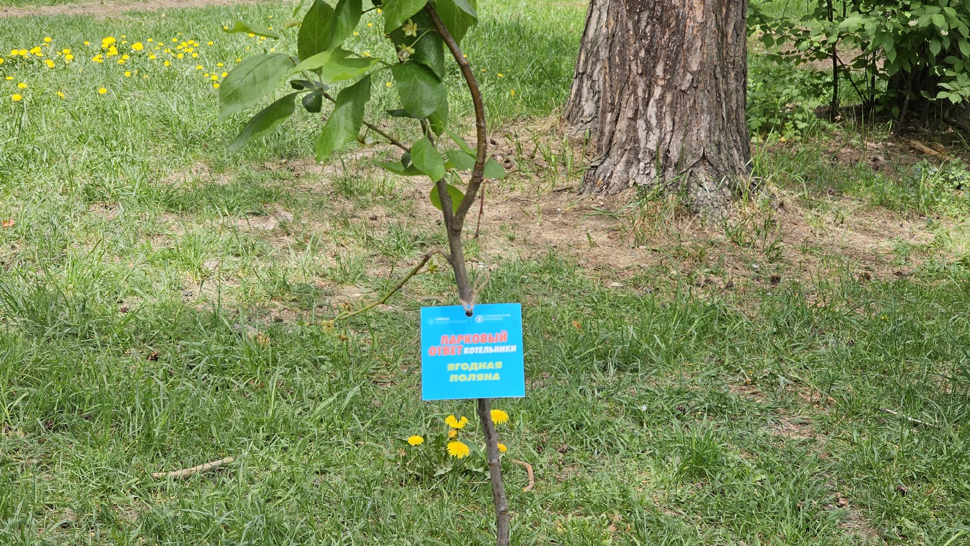 акция, Парковый ответ, посадка слив, Котельники