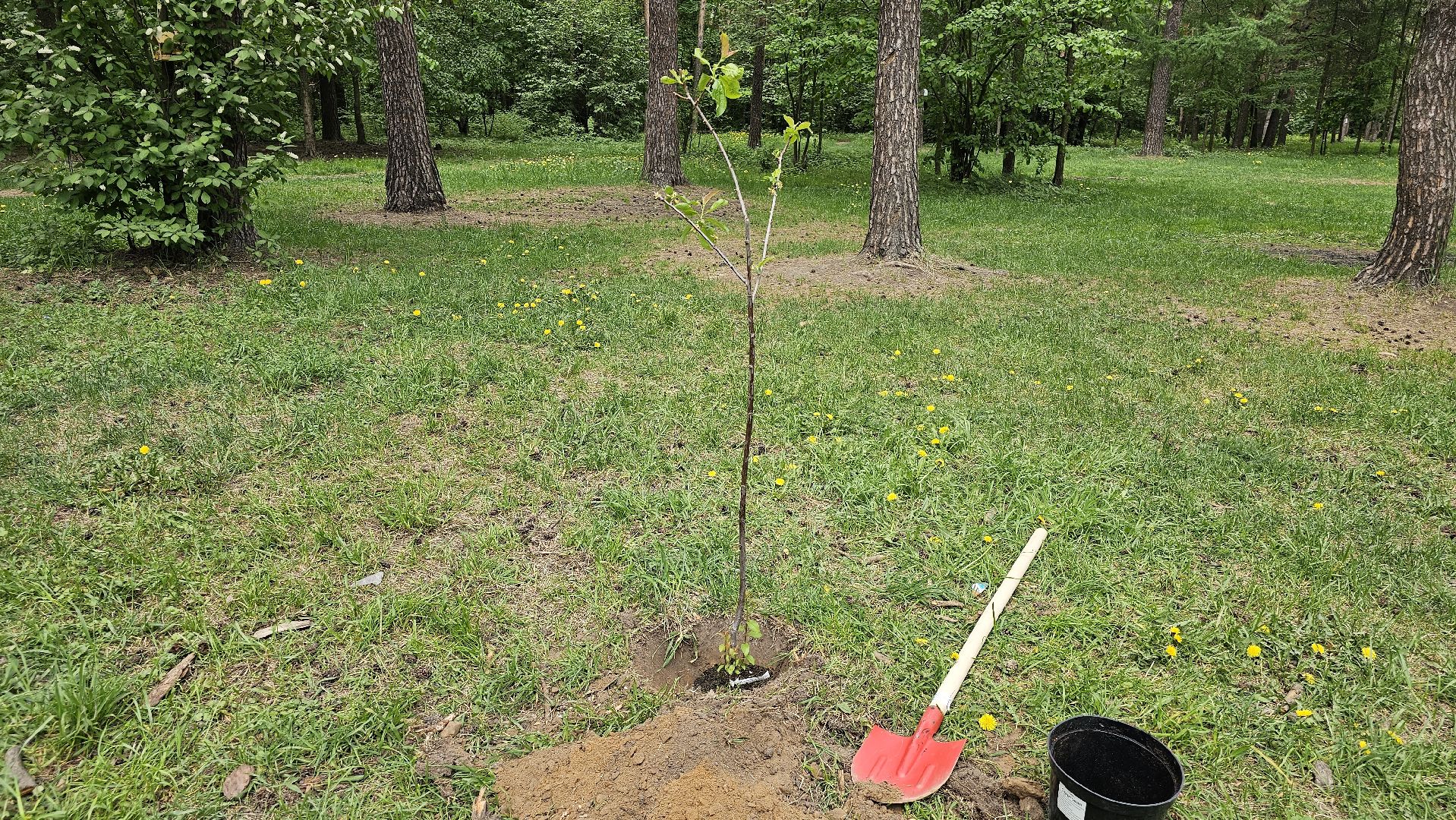 акция, Парковый ответ, посадка слив, Котельники