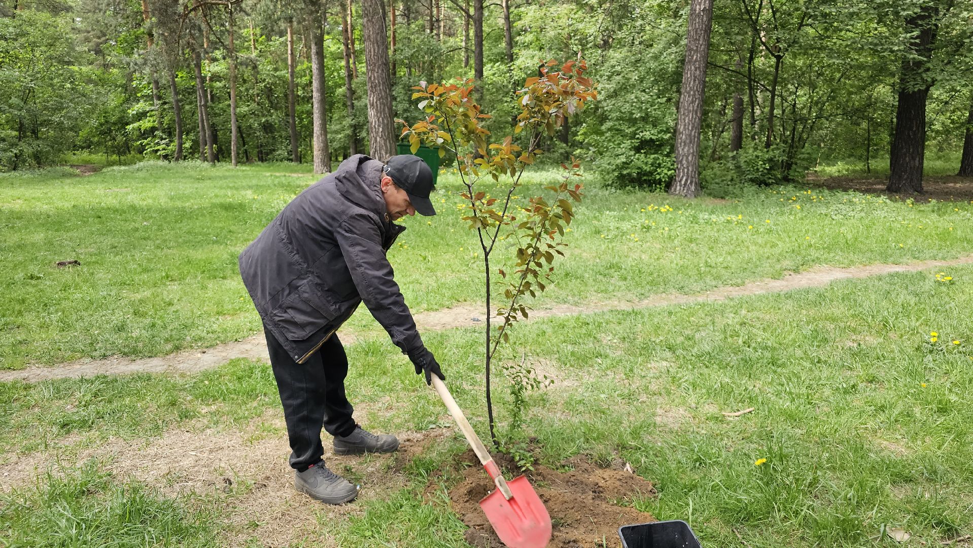 акция, Парковый ответ, посадка слив, Котельники