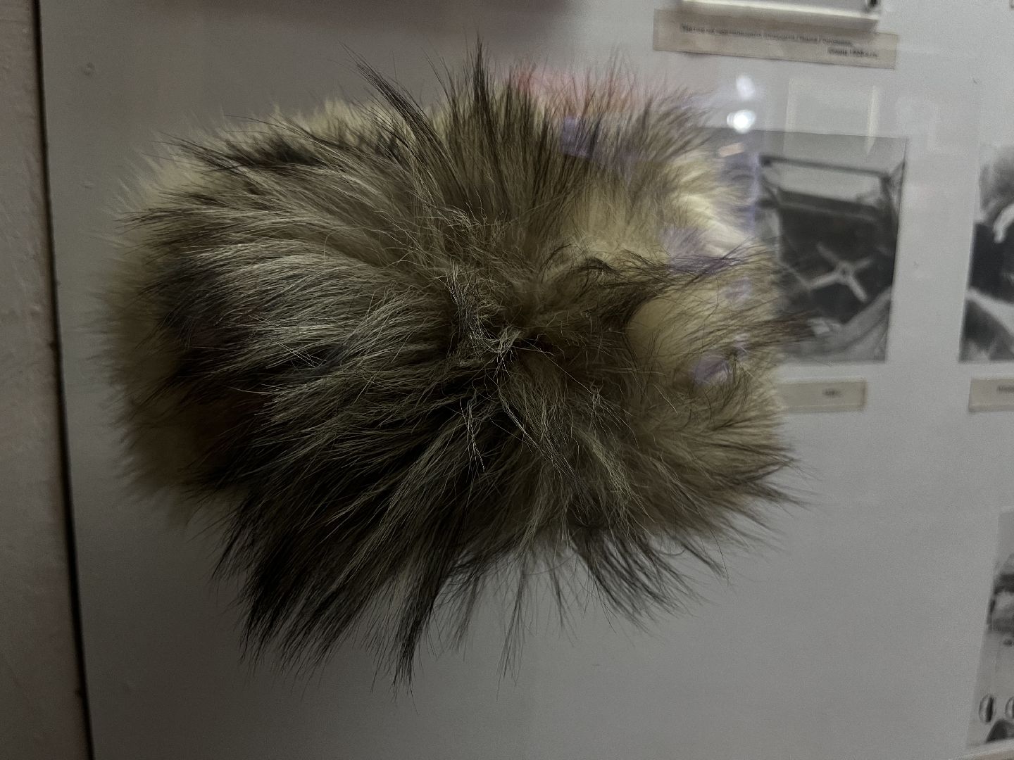 Наро-Фоминск, Северный полюс, Павел Головин, лётчик, история, музей, Наро-Фоминский музей