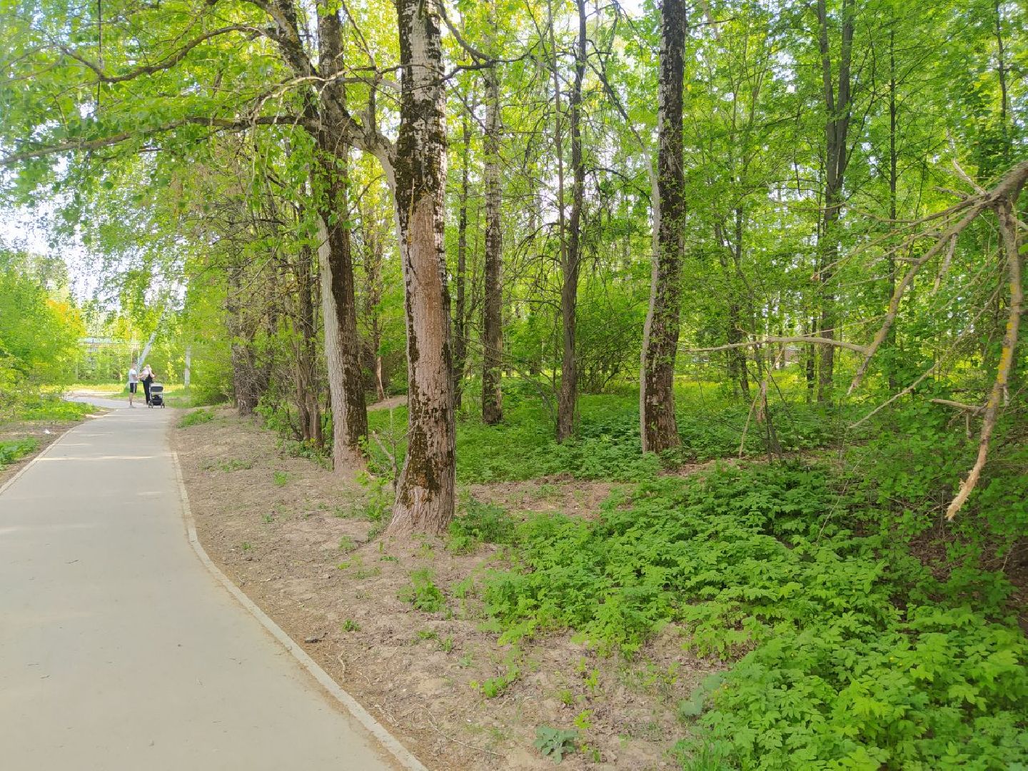 Дедовск, Лес, благоустройство