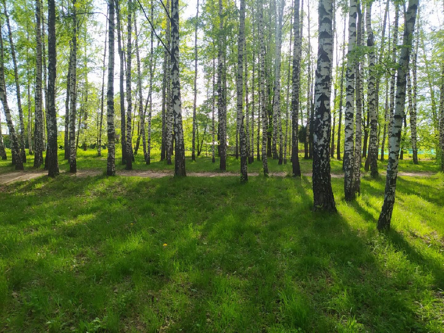 Дедовск, Лес, благоустройство