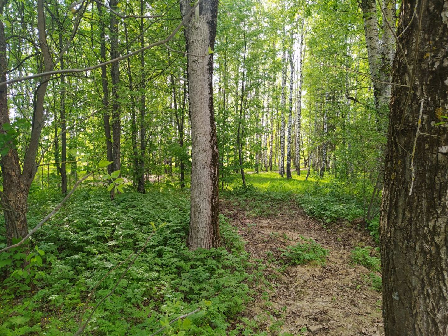 Дедовск, Лес, благоустройство