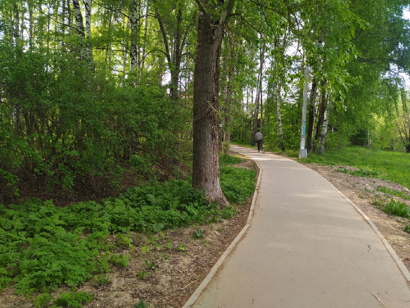 Дедовск, Лес, благоустройство