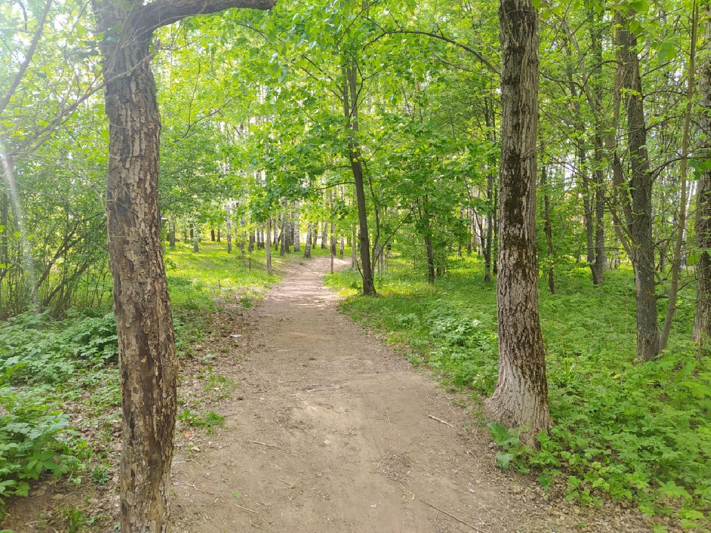 Дедовск, Лес, благоустройство