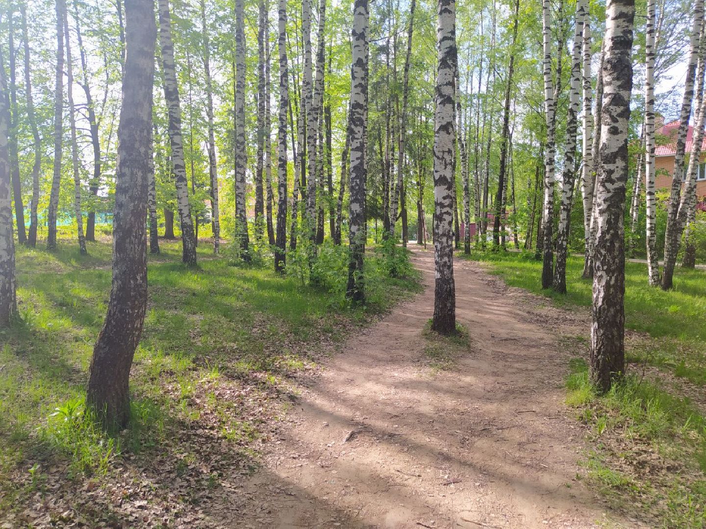 Дедовск, Лес, благоустройство