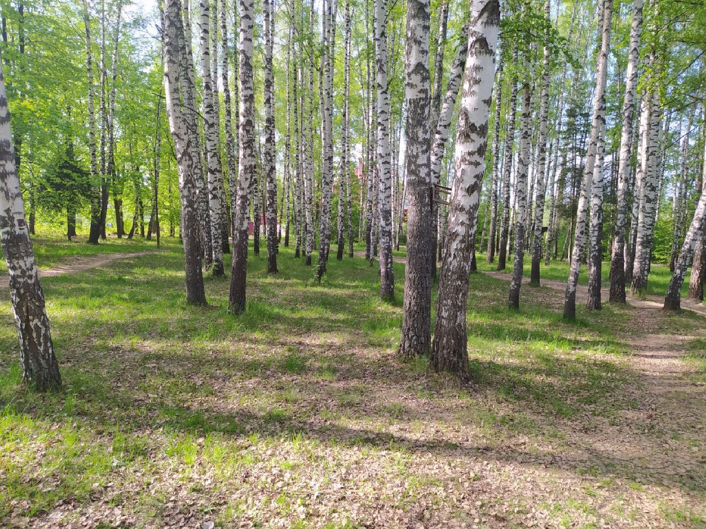 Дедовск, Лес, благоустройство