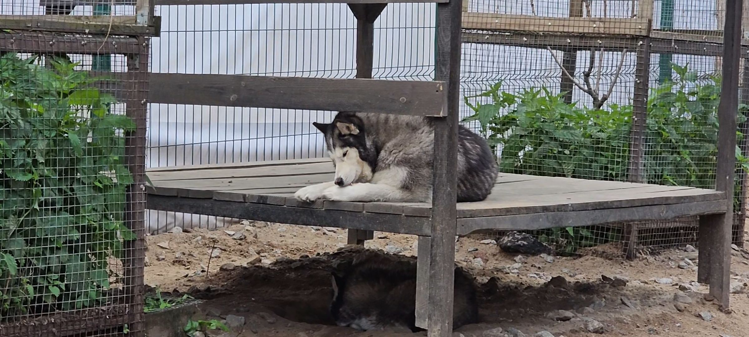 оленья ферма, Дзержинский, трудотерапия